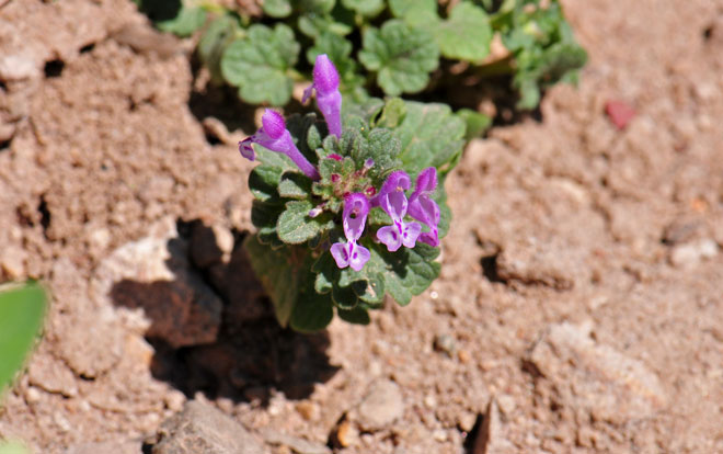 Lamium amplexicaule, Henbit